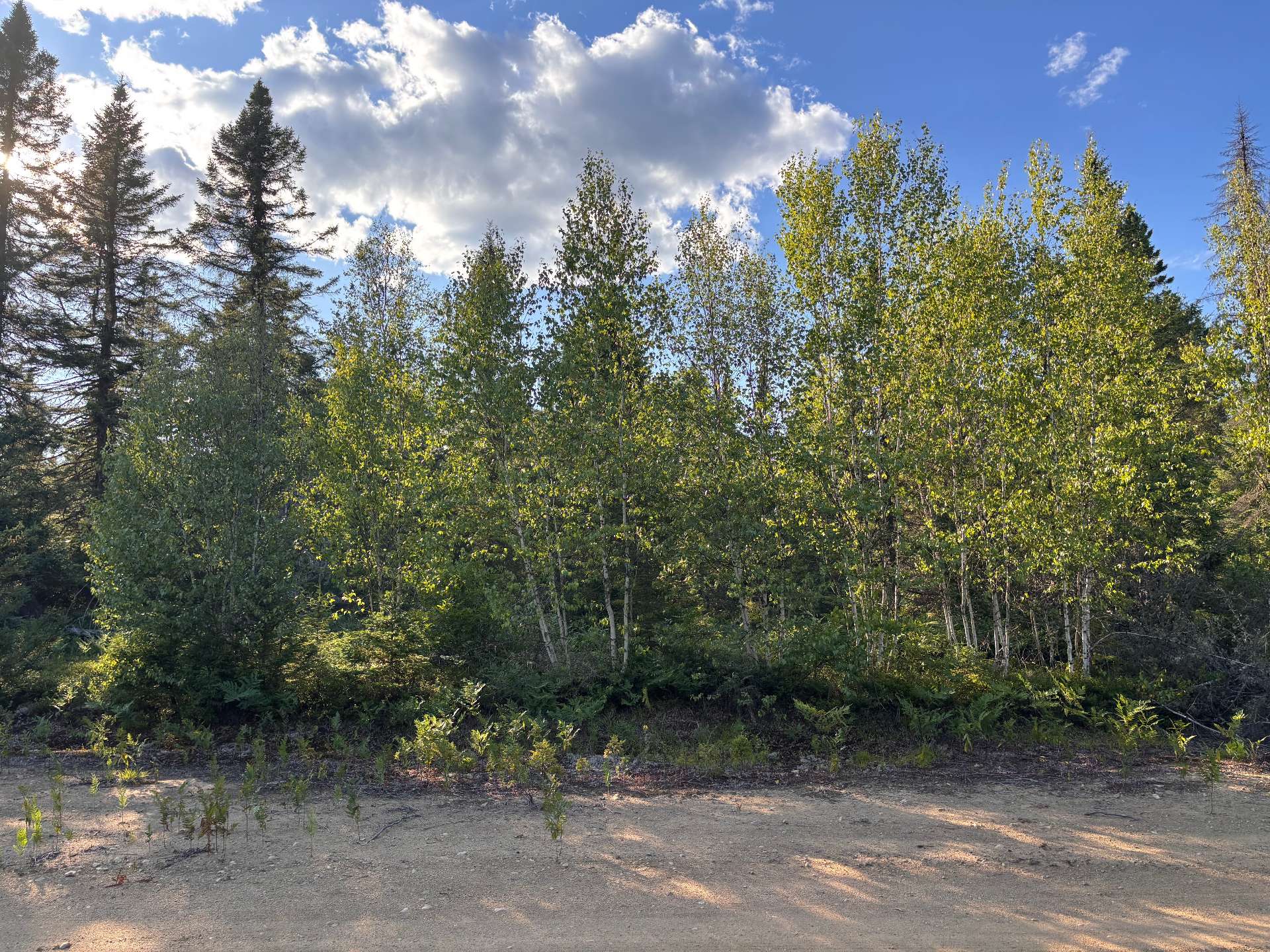 MLS: 12403533
