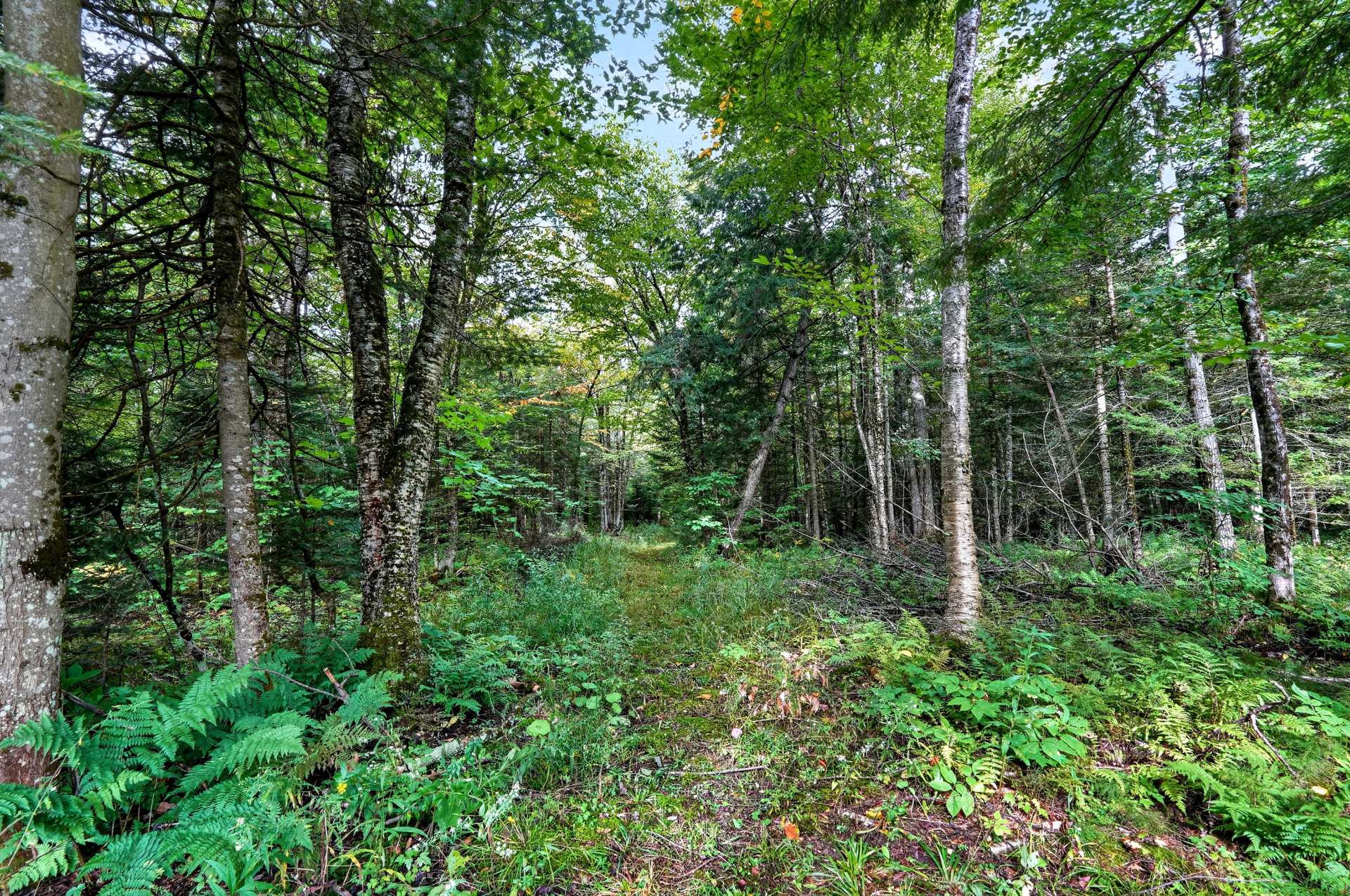 MLS: 21645894