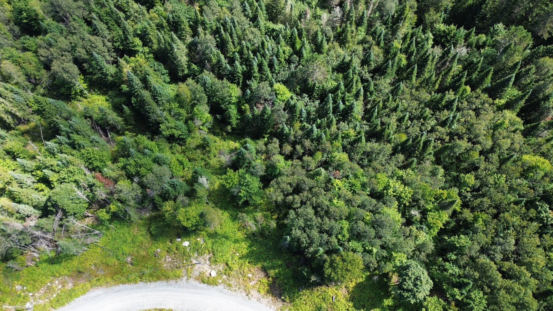 MLS: 13184545