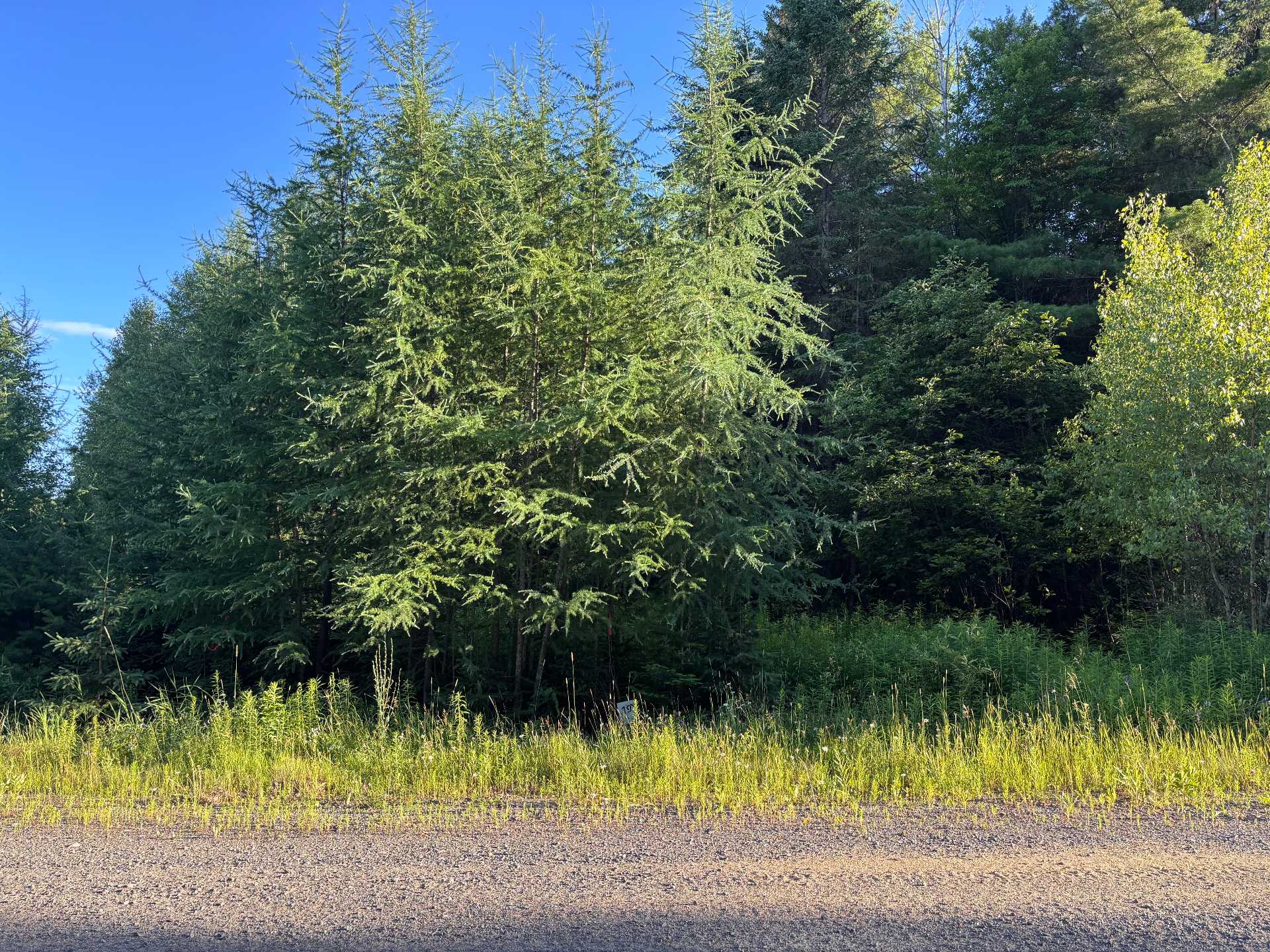 MLS: 12631892
