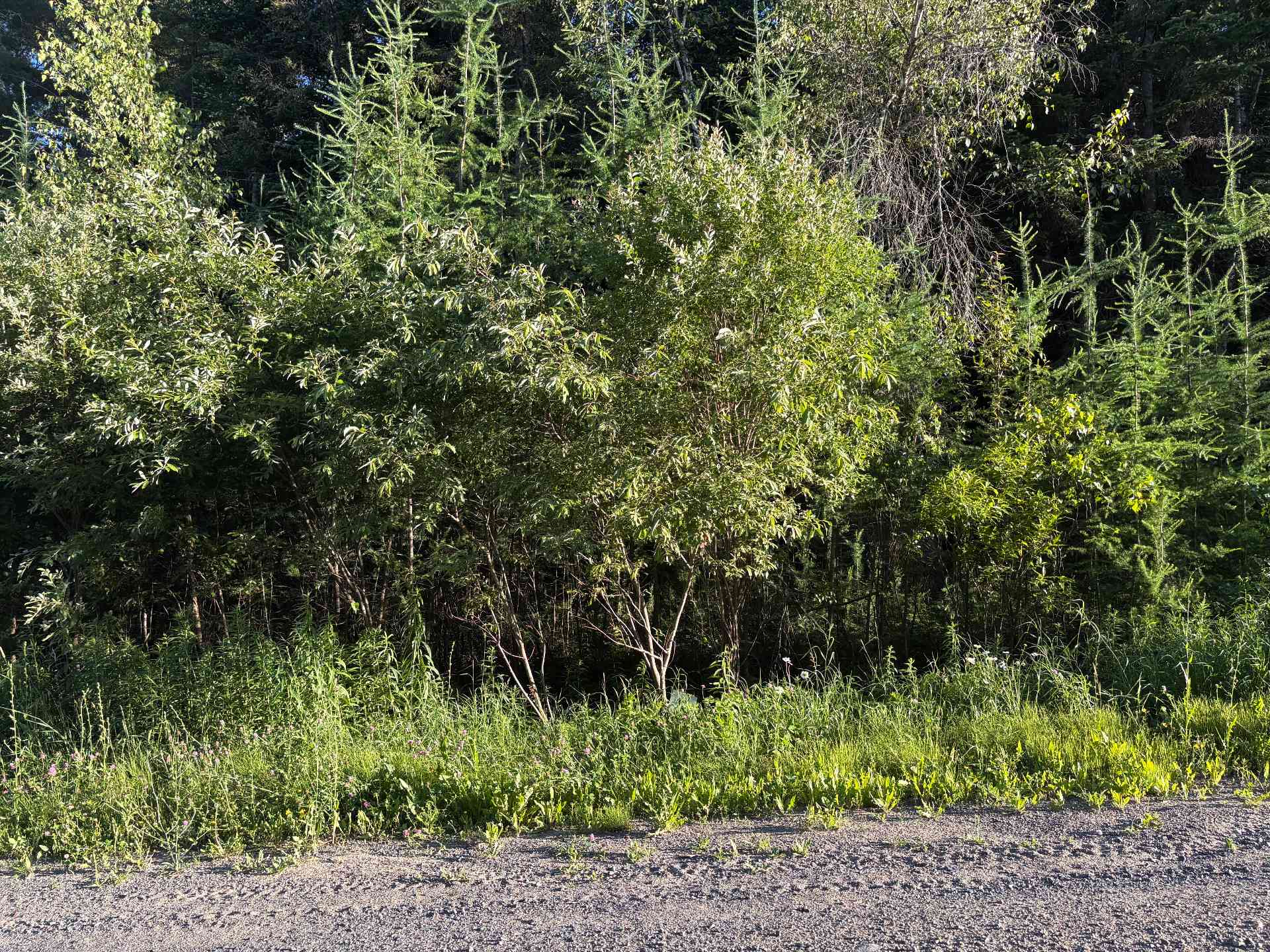 MLS: 15236209