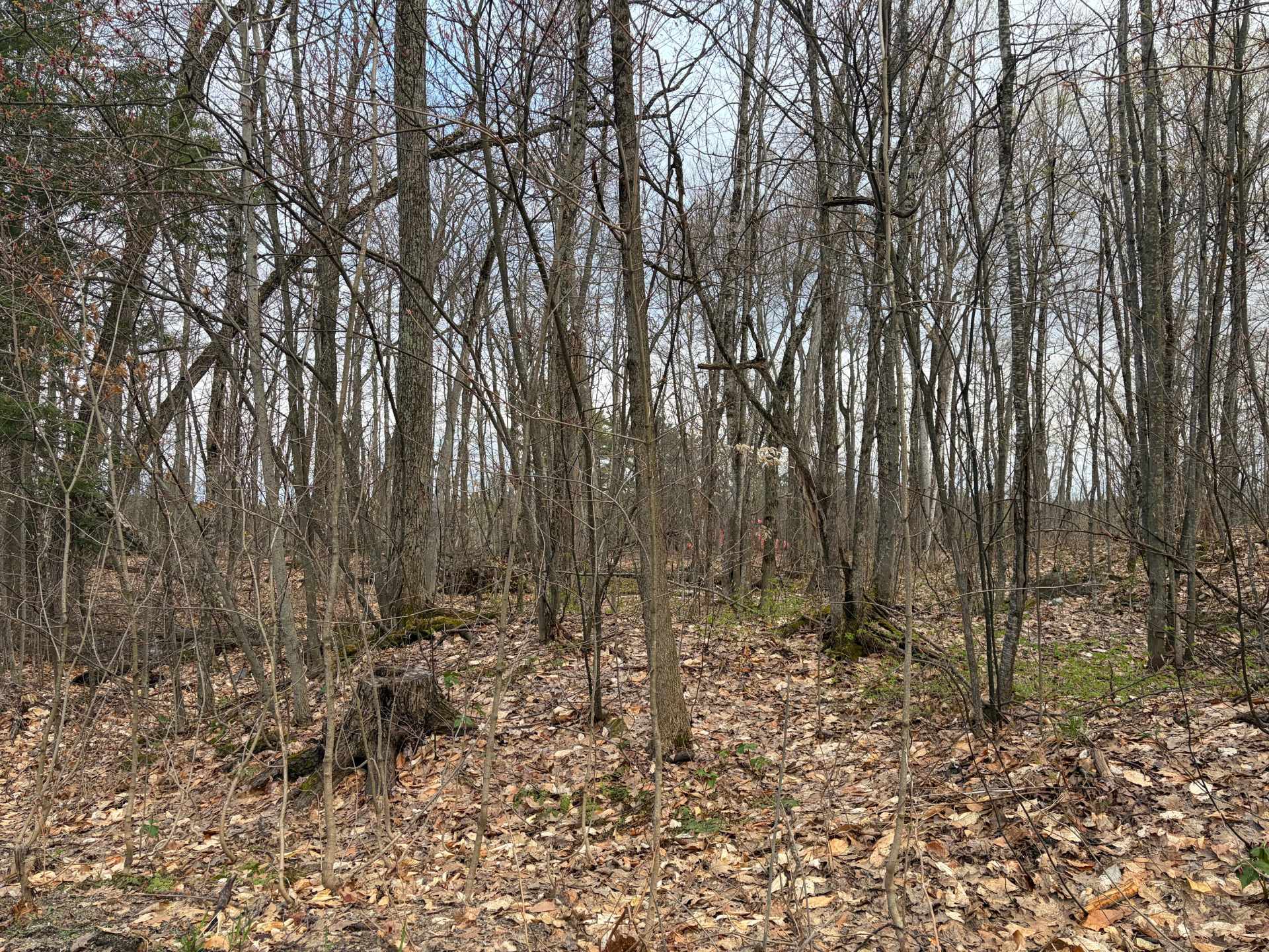 MLS: 16630486