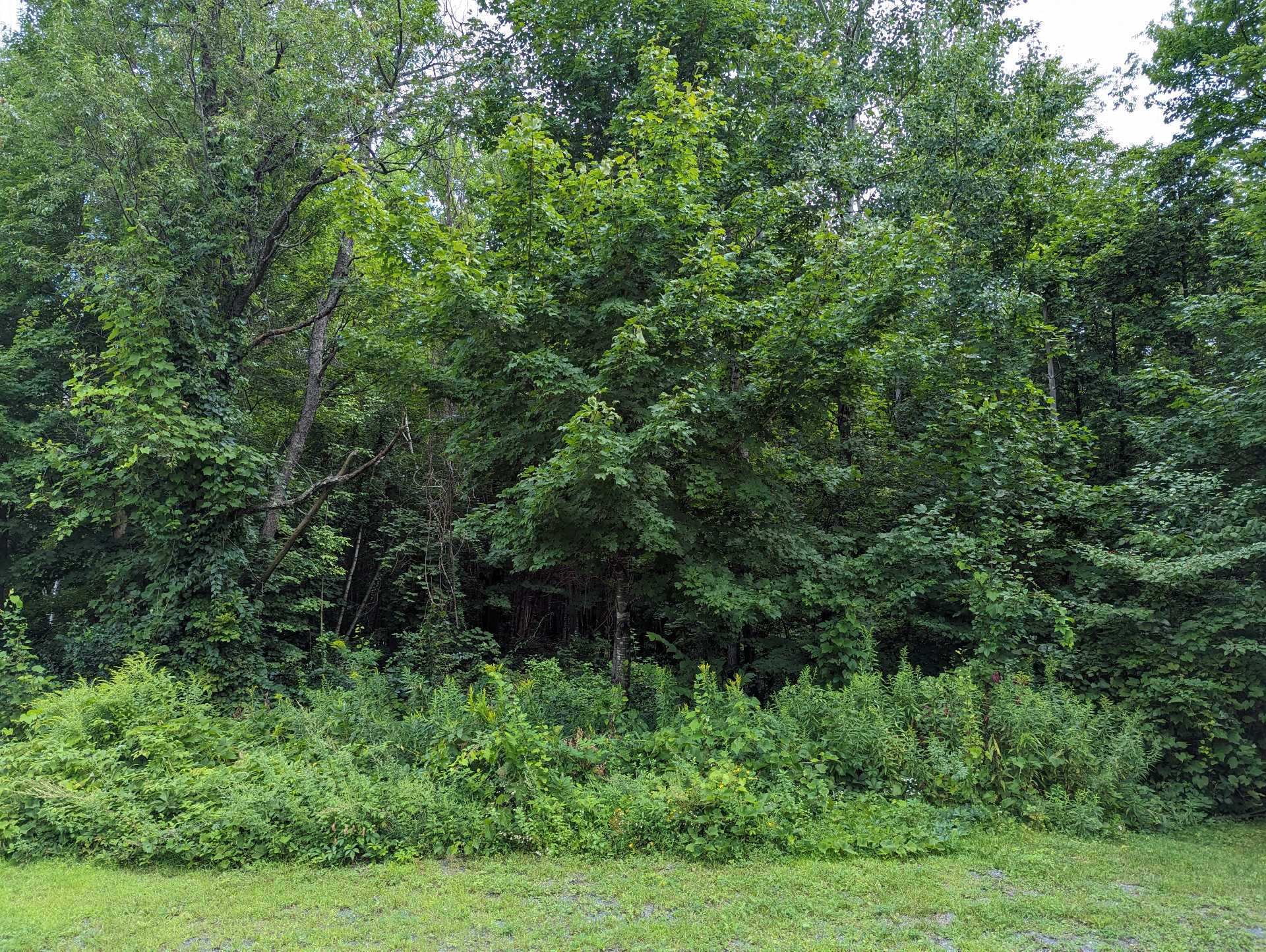 MLS: 15994721