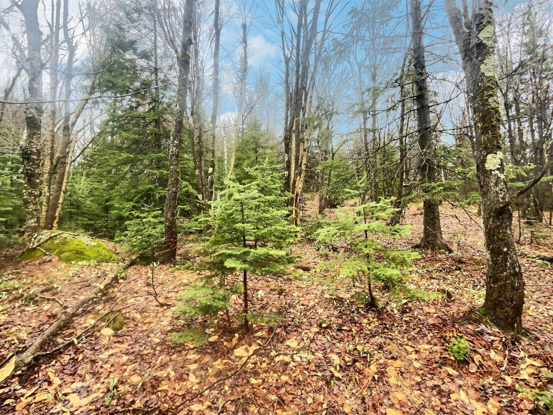 MLS: 13280134