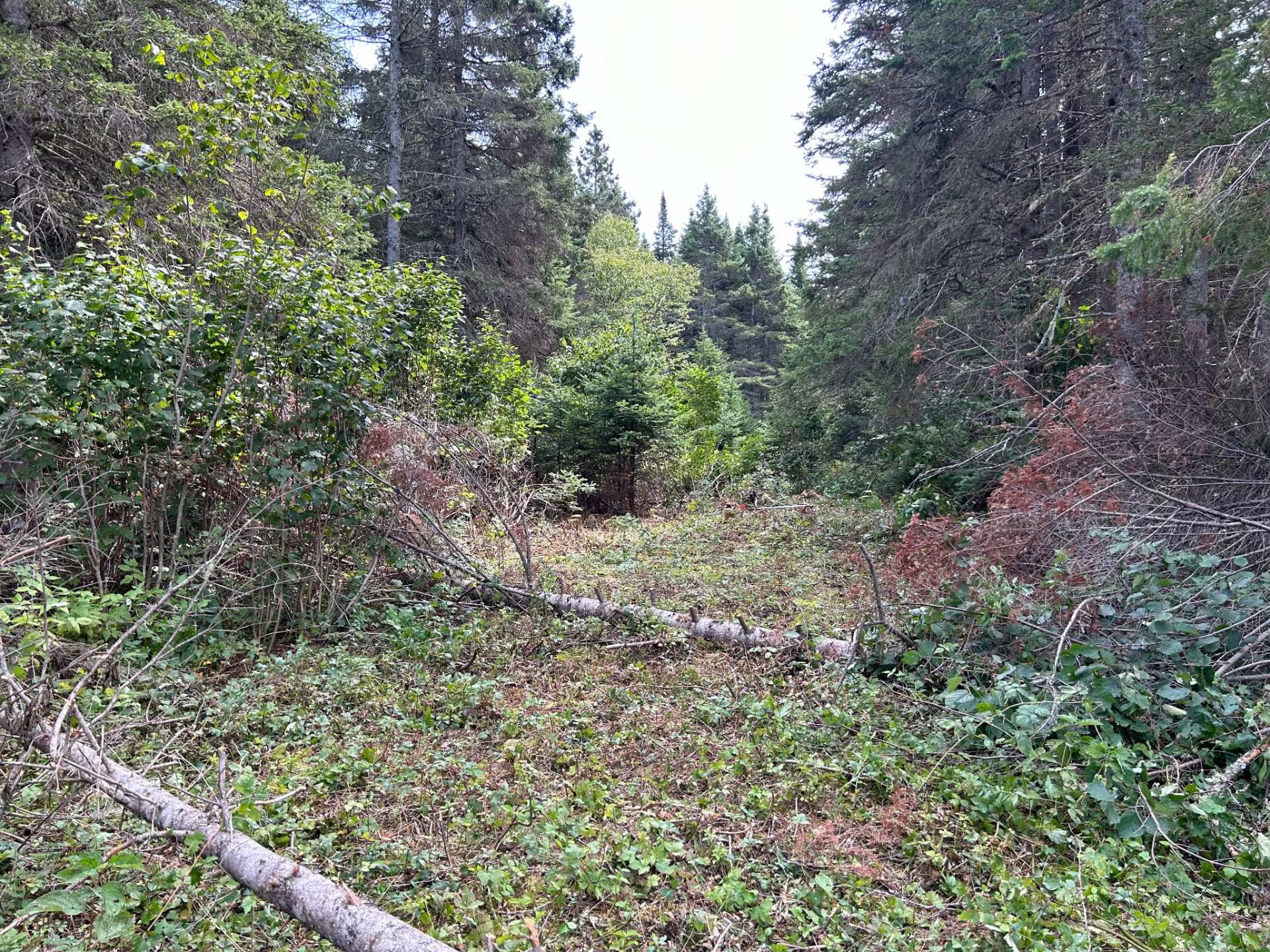 MLS: 15778769