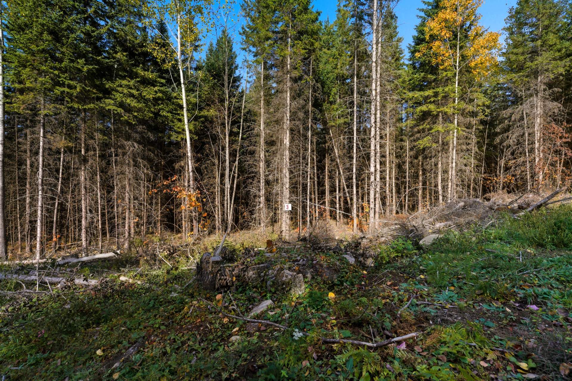 MLS: 15907348