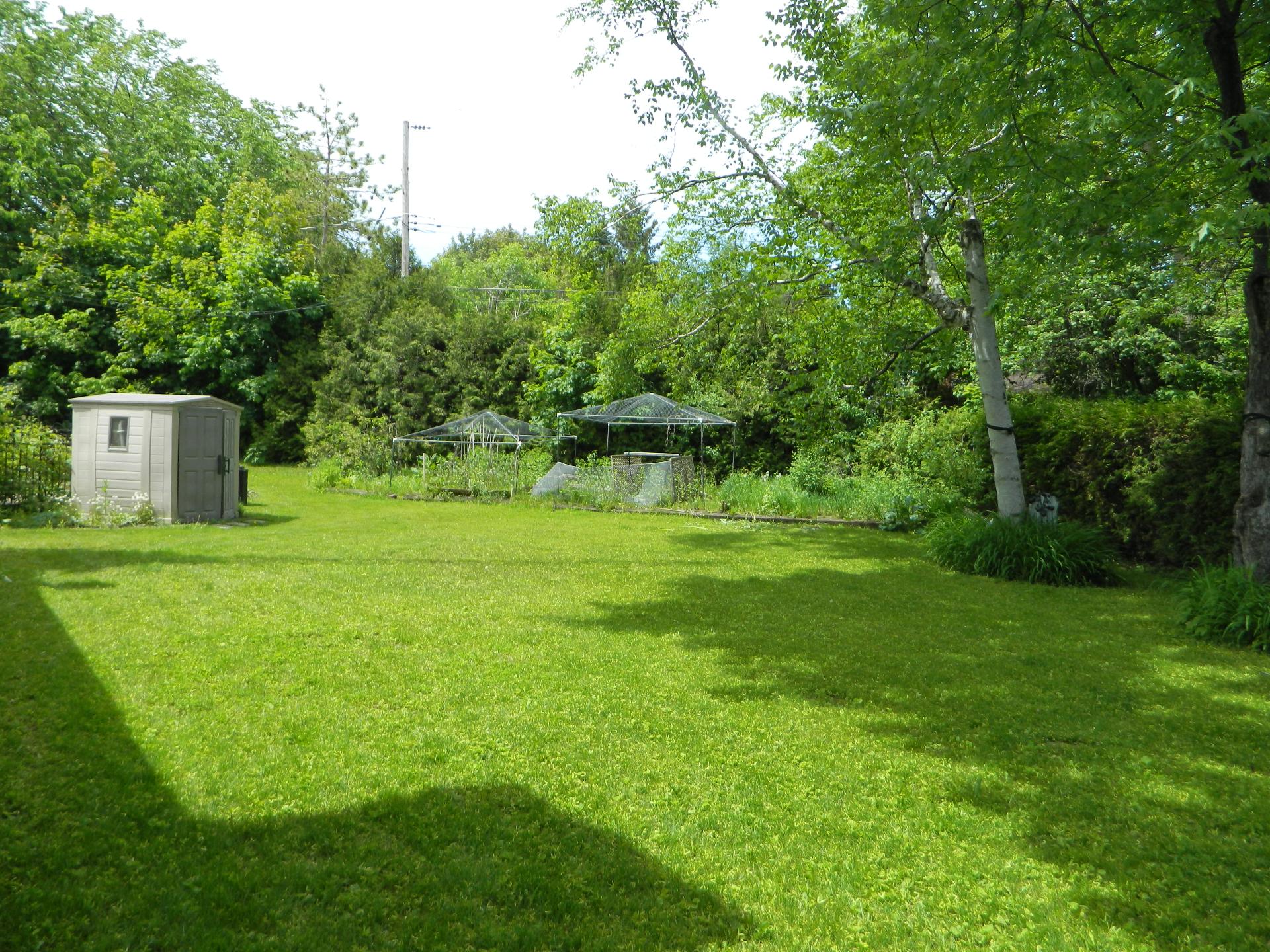 Backyard