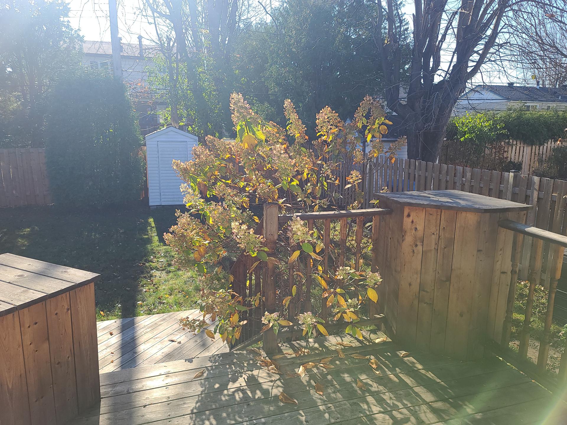 Backyard
