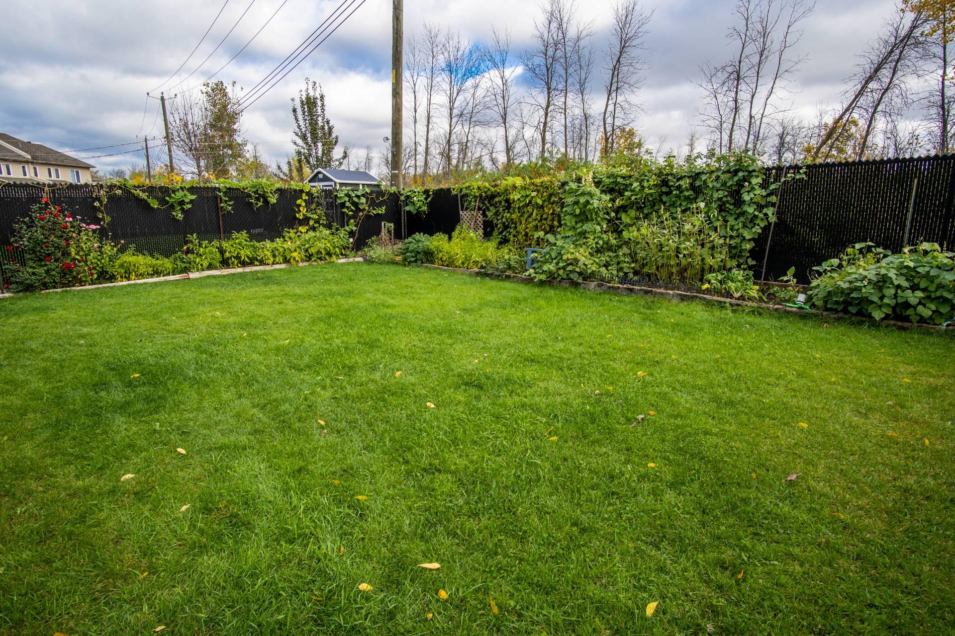 Backyard